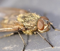 Cluster fly